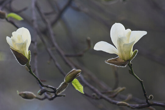 Branch with white magnolia blossoms in bloom. Close-up of white magnolia flowers - Powered by Adobe