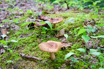 Moss and mushrooms growing in the forest