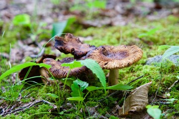 Close-up of wild mushrooms growing in the forest