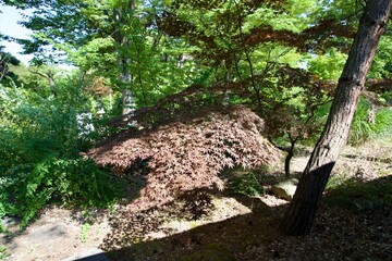 Gingko leaves in the precincts of Zenkoji Temple