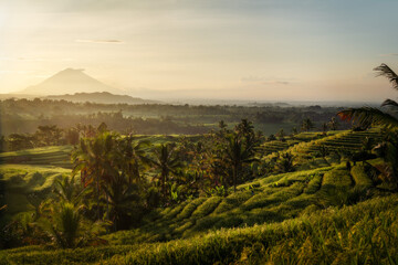 Rice Plantations in South East Asia