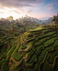 Rice Plantations in South East Asia