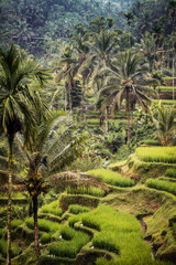 Obraz premium Rice Plantations in South East Asia