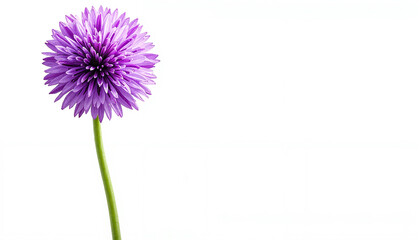 Single purple flower on a white background with copy space for designs and trends