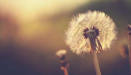 Obraz premium dandelion on natural background, artistic nature closeup. Spring summer background 