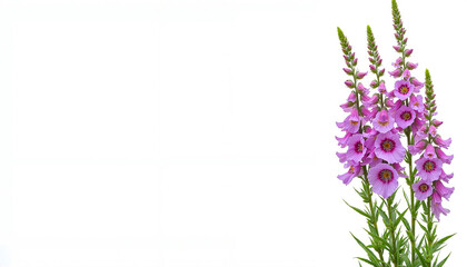 Obraz premium Elegant lavender flowers with delicate petals and vibrant details on a clean background for copy space