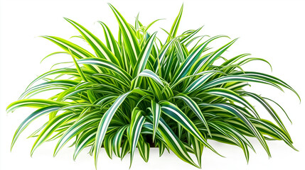 Fototapeta premium Healthy Spider Plant Showcasing Glossy Green Foliage