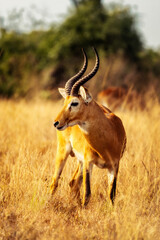 Gazelle in the Highlands of Uganda