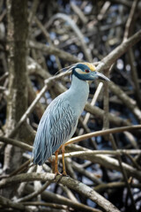 Yellow-crowned night heron in Trinidad and Tobago