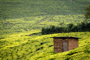 Tea Plantation during Sunrise in Uganda