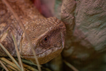 a wild animal, a reptile, a lizard hiding in the bushes and stones