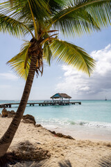 Obraz premium Caribbean Turquoise Water Sand Beach with Palm Trees