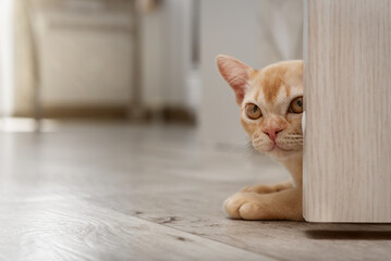 Burmese cat hiding behind open door. Cute kitten indoors.