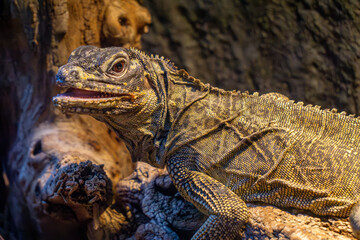 agama large wild animal lying on a tree.