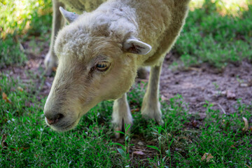 sheep farm animal with close up of muzzle while eating grass