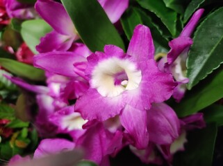 Noble Dendrobium (Dendrobium nobile) purple orchid