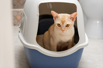 A domestic cat uses a litter box with a lid in the toilet room.