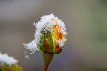 Obraz premium blooming roses in the winter garden. snow and frost on red rose flowers in the garden. weather anomaly in nature.