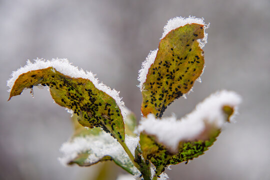 first snow on wild vegetation in the forest. the first snow and frost in nature. green frozen plants. frost-resistant pests on leaves. aphid on the leaves.