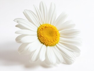 Naklejka premium a close up of a white daisy flower with a yellow center