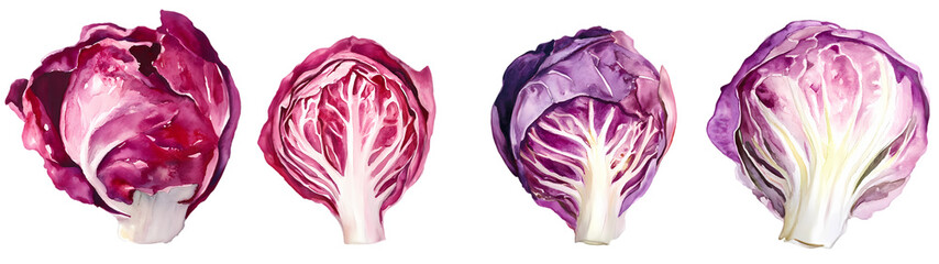 Obraz premium Close-up of purple cabbage over white background 