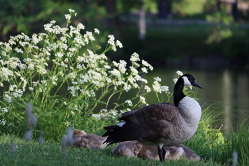 Sweden. The Canada goose (Branta canadensis), sometimes called Canadian goose, is a large wild goose with a black head and neck, white cheeks, white under its chin, and a brown body. 