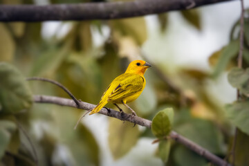 Saffron finch yellow bird on branch