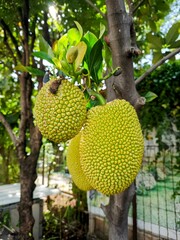 Jack fruits