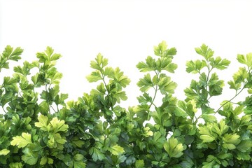 Obraz premium Lush green foliage creates a vibrant backdrop showcasing a variety of leaves with bright coloration and healthy
