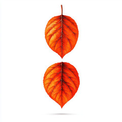 Fototapeta premium Vibrant orange leaves isolated on white background, showcasing autumn beauty