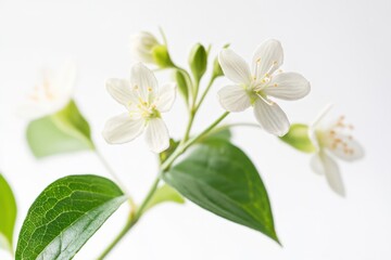 Fototapeta premium close-up of white jasmine flowers with green leaves against a white background