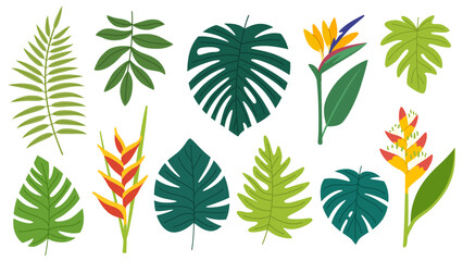 Set of tropical leaves and flowers. Collection of exotic leaves of monstera and philodendron, flowers of heliconia, flower of paradise bird and other plants. White background.