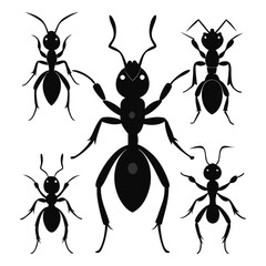  Set Of Ant silhouette vector illustration
