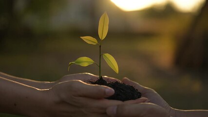 Fostering Sustainable Business Growth Through Green Initiatives Urban Gardens Photography Natural Environment Close-Up View Eco-Conscious Concept