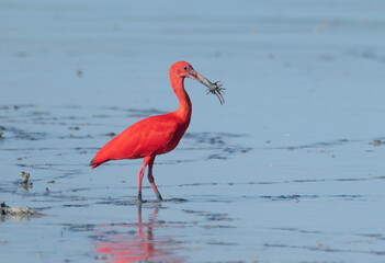Scarlet Ibis whit a fiddler crab for breakfast. 