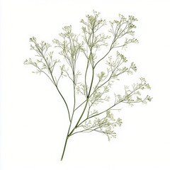 Delicate green dill herb with fine fronds displayed against a white background, perfect for culinary uses and