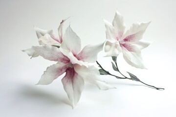 three flowers with white petals and pink centers