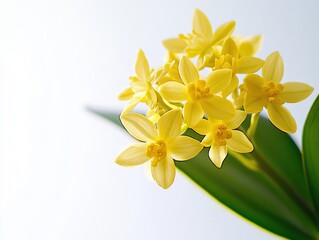 Fototapeta premium close-up of a cluster of yellow flowers with green leaves against a white background