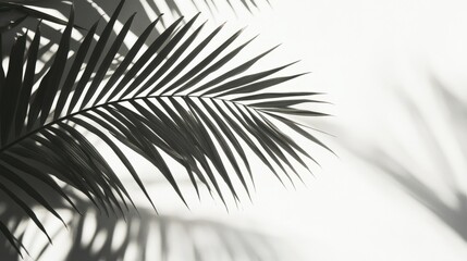 Obraz premium palm frond and shadows on a white wall