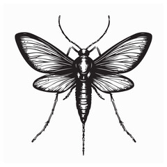 Mosquito Vector Images. Mosquito Vector Art  Illustration isolated on white background.