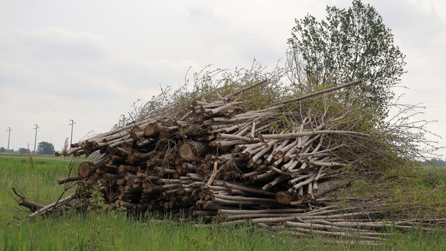 Rami di pioppo tagliati e accatastati , rami di albero ammucchiati
