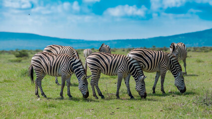 Obraz premium Zebras grazing in harmony across a tranquil meadow, with distant hills and a bright sky adding to the serene landscape.