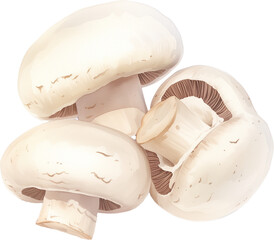 White button mushroom watercolor painting isolated on transparent background.