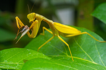 The European mantis (Mantis religiosa) is a large hemimetabolic insect in the family of the Mantidae