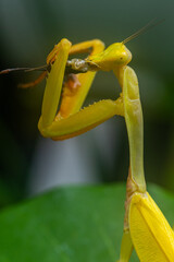 The European mantis (Mantis religiosa) is a large hemimetabolic insect in the family of the Mantidae