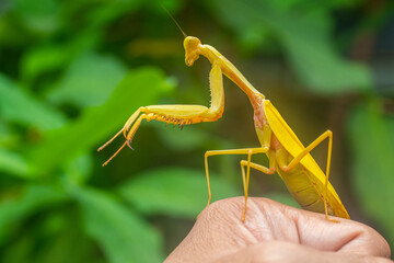 The European mantis (Mantis religiosa) is a large hemimetabolic insect in the family of the Mantidae