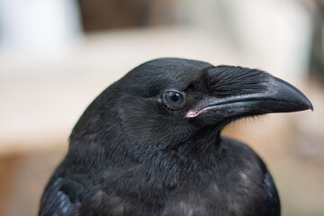 Close-up of a raven highlighting its features in a natural setting