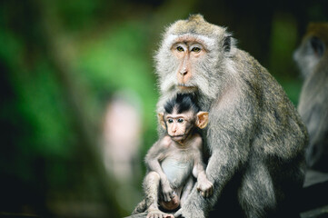 Singe Macaque dans la forêt à Ubud, Bali, Indonésie