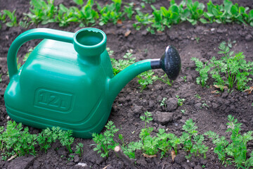 A green watering can stands next to rows of young carrot plants in a well-tended garden. The soil is rich and damp, showcasing the careful nurturing of these vegetables in an urban setting.