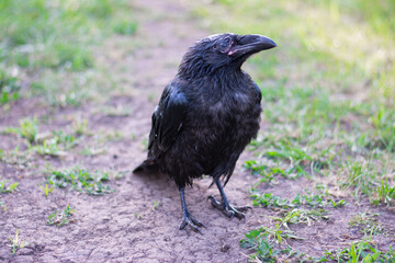 Black crow standing on a dirt path surrounded by green grass in a natural setting